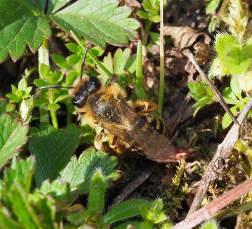 Andrena flavipes